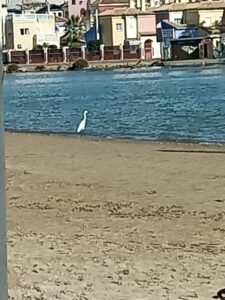 Vit fågel på stranden